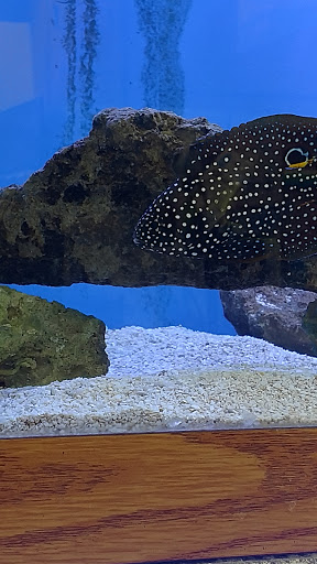 Pet Store «Odd Lot Pet Shop», reviews and photos, 7769 S Harlem Ave, Bridgeview, IL 60455, USA