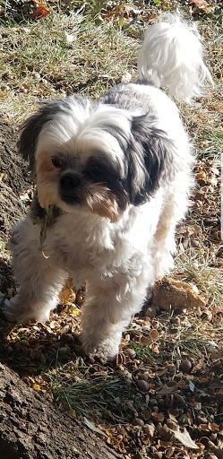 Pet Groomer «Go Pet Go», reviews and photos, 115 NE 91 St, Kansas City, MO 64155, USA