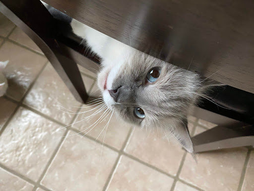 Pet Supply Store «Pet Supplies Plus», reviews and photos, 6101 Stellhorn Rd, Fort Wayne, IN 46815, USA