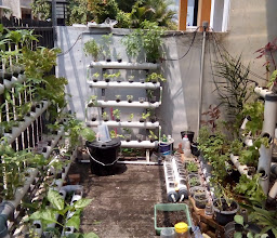 Hidroponic Garden photo