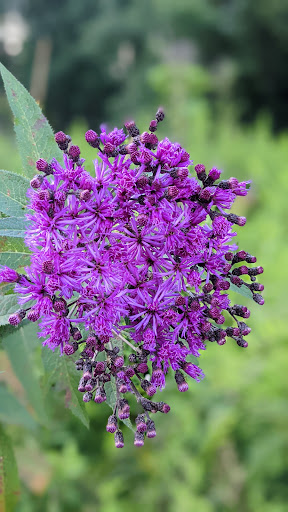 Vineyard «The Winery at Wolf Creek», reviews and photos, 2637 S Cleveland Massillon Rd, Barberton, OH 44203, USA