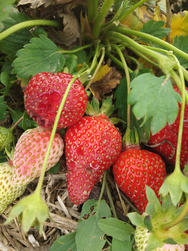 Hegehof: Spargel und Erdbeeren