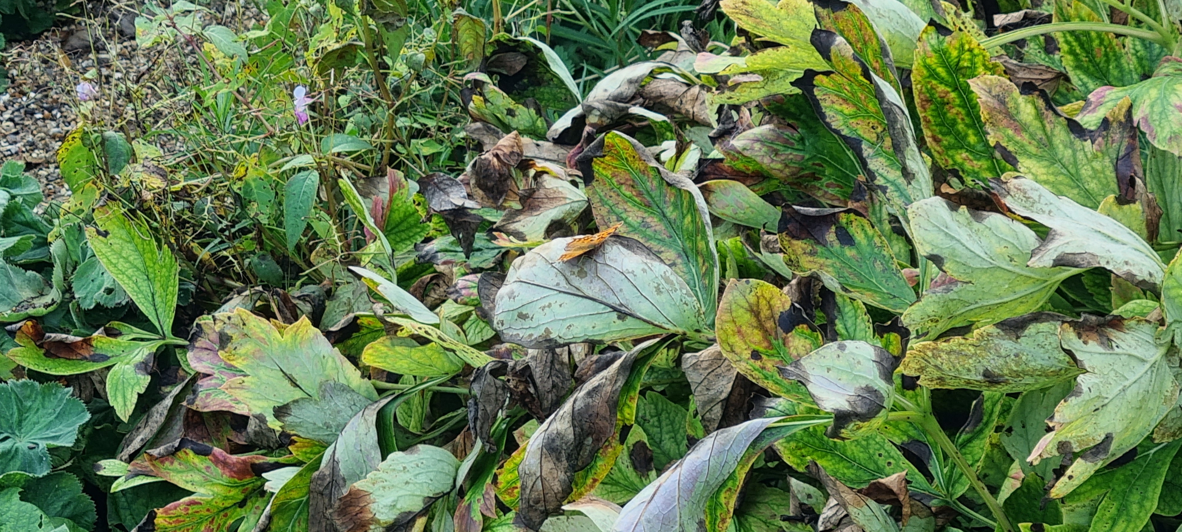 Photo n° 37 de l'avis de lemagicien40. fait le 03/11/2023 à 07:28