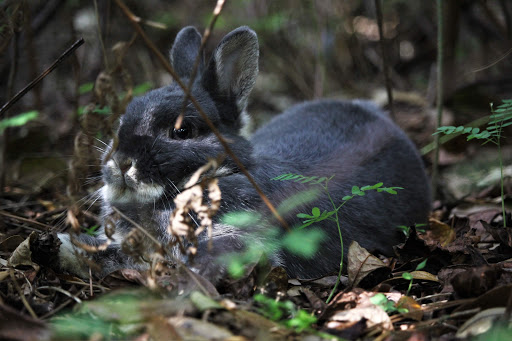 Nature Preserve «Woodmont Natural Area», reviews and photos, 7250 NW 80th Pl, Pompano Beach, FL 33321, USA