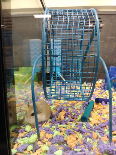 Pet Supply Store «PetSmart», reviews and photos, 3260 Stockton Hill Rd, Kingman, AZ 86409, USA