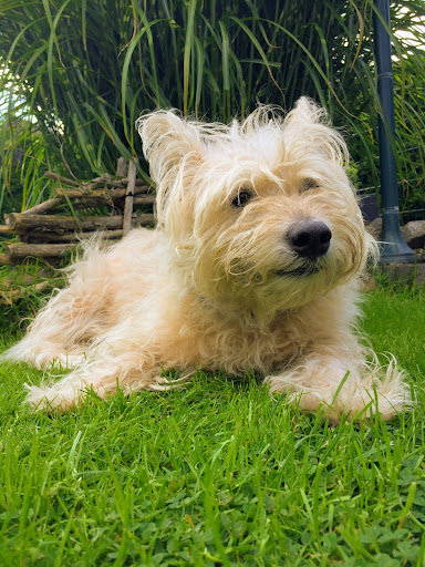 Hans W. Wöscher veterinarian unter Alpen, Nordrhein-Westfalen