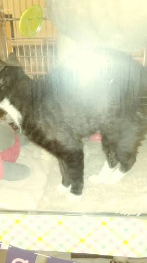 Pet Supply Store «PetSmart», reviews and photos, 4004 US-130, Delran, NJ 08075, USA