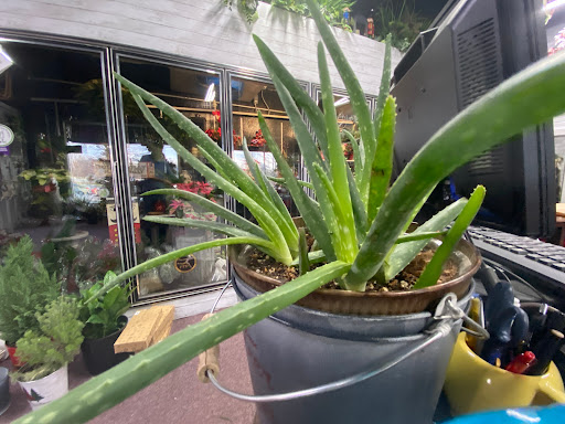 Florist «Mulberry Florist», reviews and photos, 811 N Mulberry St, Elizabethtown, KY 42701, USA