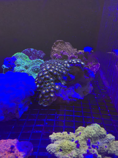 Tropical Fish Store «The Reef Shoppe», reviews and photos, 900 Morris Park Ave, Bronx, NY 10462, USA