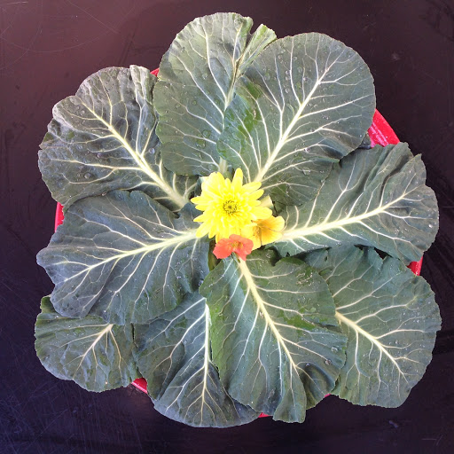 Grocery Store «Community Market Natural Foods», reviews and photos, 1899 Mendocino Ave, Santa Rosa, CA 95401, USA