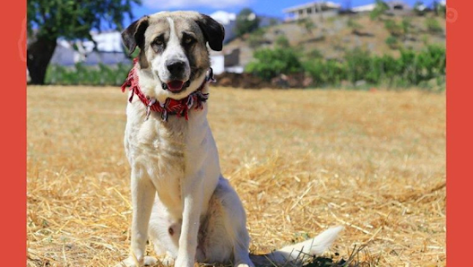Asociación Sociedad Protectora de Animales de El Burgo 