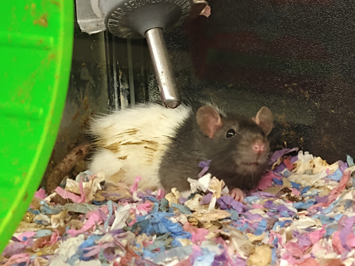 Pet Supply Store «PetSmart», reviews and photos, 300 N Congress Ave, Lake Park, FL 33403, USA