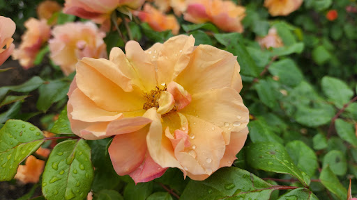 Museum «Smithsonian National Museum of African Art», reviews and photos, 950 Independence Ave SW, Washington, DC 20560, USA