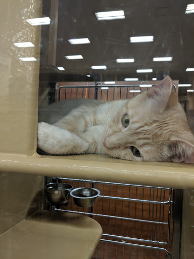 Pet Supply Store «PetSmart», reviews and photos, 12741 Towne Center Dr, Cerritos, CA 90703, USA