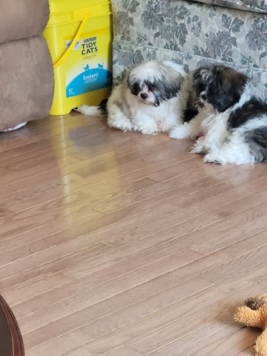 Pet Store «AA Ridgewood Kennels II», reviews and photos, 5401 Lincoln Hwy, Gap, PA 17527, USA