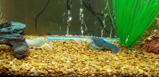 Pet Supply Store «Petco Animal Supplies», reviews and photos, 2450 Monarch Dr #105, Laredo, TX 78045, USA