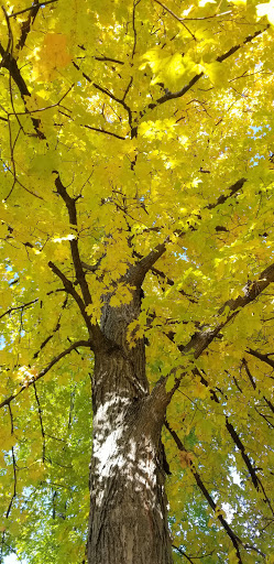 Nature Preserve «Pulaski Woods East», reviews and photos, 9600 Wolf Rd, Willow Springs, IL 60480, USA