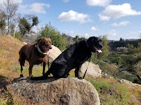 Karen K9 - Photo 3 - Car repair in Santa Rosa, CA, Santa Rosa