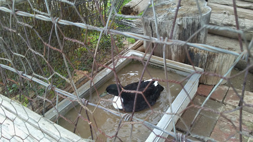 History Museum «Pioneer Living History Museum», reviews and photos, 3901 W Pioneer Rd, Phoenix, AZ 85086, USA