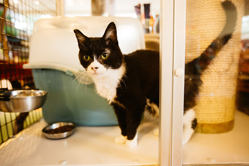 Pet Supply Store «Sellwood Pet Supply», reviews and photos, 8334 SE 17th Ave, Portland, OR 97202, USA