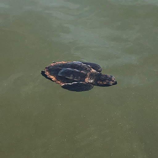 Outdoor Sports Store «Outside Brands», reviews and photos, The Plaza at Shelter Cove Shopping Center, Hilton Head Island, SC 29928, USA