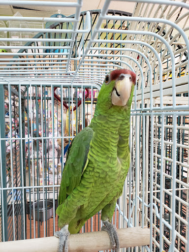 Pet Store «Louis Birds Pets & Supplies», reviews and photos, 80 Keyes St, San Jose, CA 95122, USA