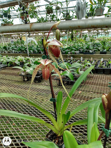 Florist «Little Brook Orchids», reviews and photos, 25 Rider Ave, Lancaster, PA 17603, USA