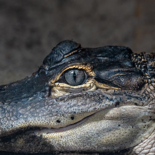 Nature Preserve «Tree Hill Nature Center», reviews and photos, 7152 Lone Star Rd, Jacksonville, FL 32211, USA