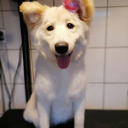 Peluqueria Canina Al Agua Peludos