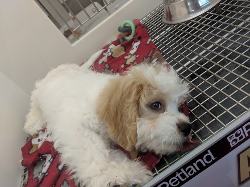 Pet Store «Petland Montgomery», reviews and photos, 7127 Eastchase Pkwy, Montgomery, AL 36117, USA