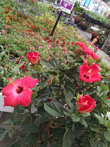 Florist «James Saunoris & Sons», reviews and photos, 6000 W 111th St, Chicago Ridge, IL 60415, USA