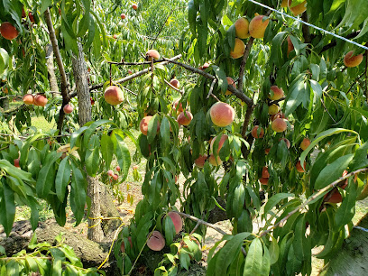 Woody's Peach Orchard