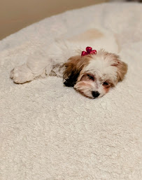 American Pet - Photo 1 - Car repair in Kansas City, MO, Kansas City