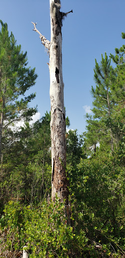 Nature Preserve «Triple Creek Nature Preserve», reviews and photos, 13112 Balm Boyette Rd, Riverview, FL 33579, USA