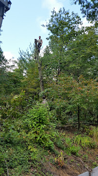 D's Tree & Landscaping Services - Photo 3 - Car repair in , Roanoke