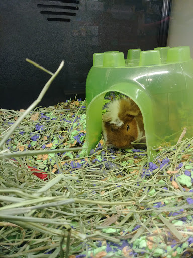 Pet Supply Store «PetSmart», reviews and photos, 3260 Stockton Hill Rd, Kingman, AZ 86409, USA