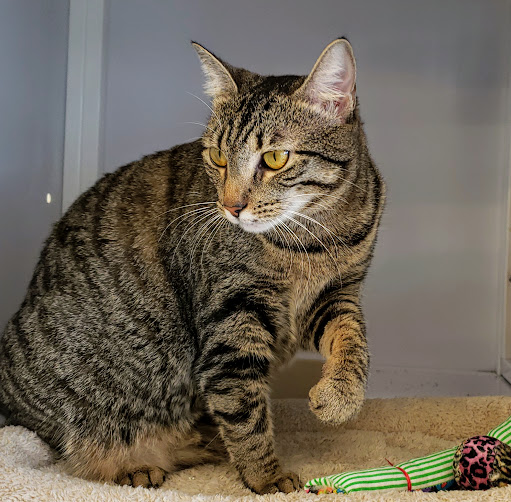 Pet Supply Store «Pet Supplies Plus», reviews and photos, 1258 Northlake Blvd, Lake Park, FL 33403, USA