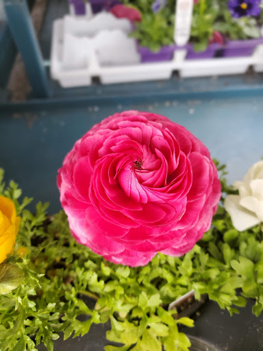 Garden Center «Chesterton Feed & Garden Center», reviews and photos, 400 Locust St, Chesterton, IN 46304, USA