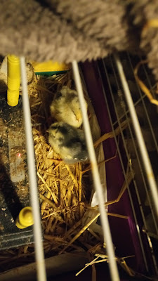 La Ferme Galobio à Livarot-Pays-d'Auge