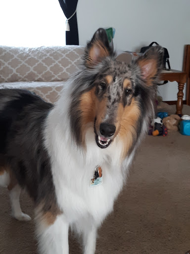 Pet Supply Store «Pet Supplies Plus», reviews and photos, 6030 Central Ave Suite A, Portage, IN 46368, USA