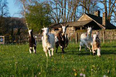 Argoat Écopâturage à Caurel