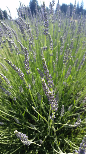 Farm «Oregon Lavender Farm», reviews and photos, 20949 S Harris Rd, Oregon City, OR 97045, USA