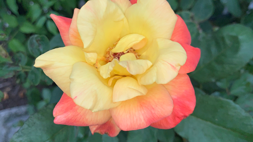 Florist «Enchantment Florist», reviews and photos, 1418 S Andrews Ave, Fort Lauderdale, FL 33316, USA