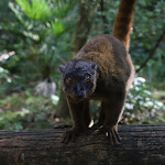 Photo n° 3 de l'avis de Alice.e fait le 04/08/2023 à 14:37 pour Réserve Zoologique de Calviac à Calviac-en-Périgord