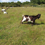 Photo n° 1 de l'avis de Laurent. fait le 03/07/2021 à 20:01 pour Il était une ferme à Saint-Georges-sur-Loire