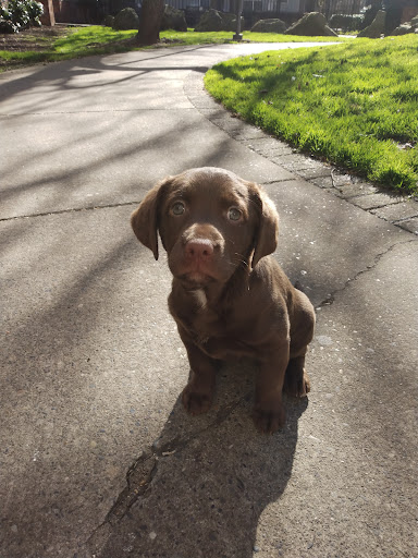 Pet Supply Store «Unleashed by Petco», reviews and photos, 2303 W Burnside St, Portland, OR 97210, USA