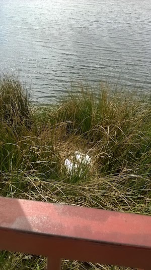 Dan Foley Park - photo 10