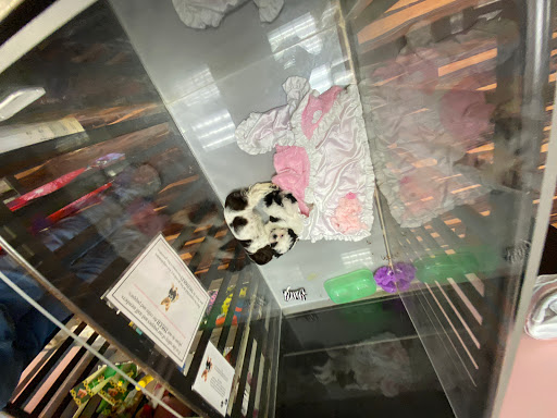 Pet Store «Furry Babies Inc», reviews and photos, 3340 Mall Loop Dr, Joliet, IL 60431, USA