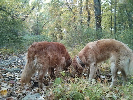 Park «Ridge Road Park», reviews and photos, 287 Ridge Rd, Hartsdale, NY 10530, USA