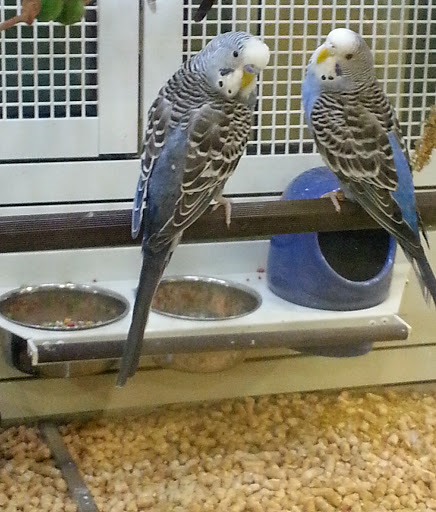 Pet Supply Store «PetSmart», reviews and photos, 2705 E Bidwell St, Folsom, CA 95630, USA